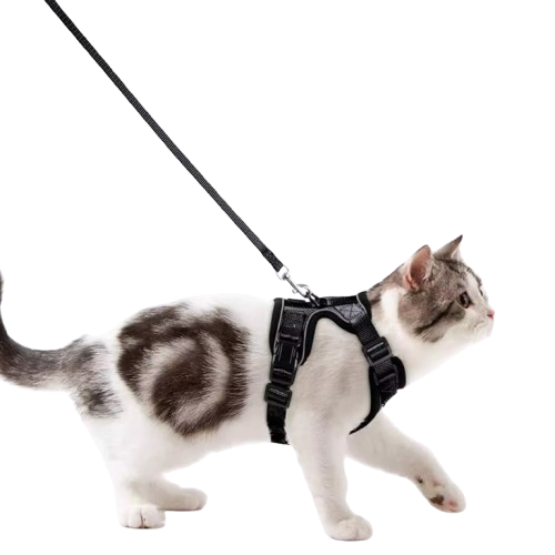 Acessórios e Passeio